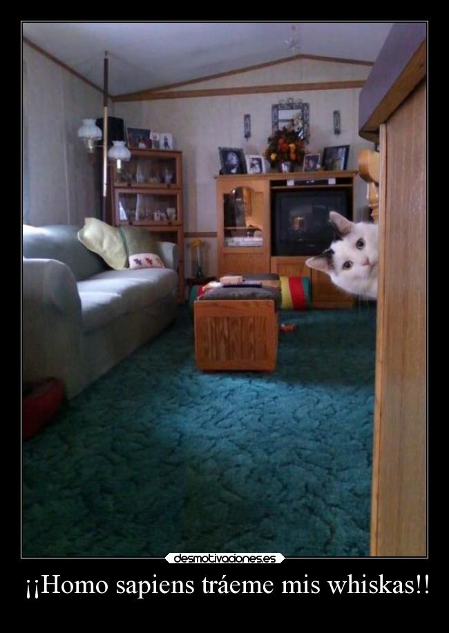 ¡¡Homo sapiens tráeme mis whiskas!! -