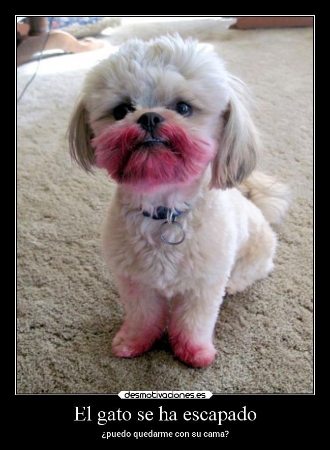 carteles humor eften perrosmolanmasquegatos perros desmotivaciones