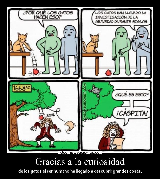 Gracias a la curiosidad - de los gatos el ser humano ha llegado a descubrir grandes cosas.
