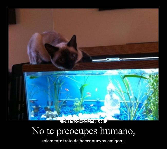 carteles humor gatos graciosas pez mentiras lluwuachu rilacs desmotivaciones