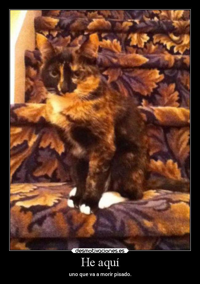 carteles ideas ver gato escaleras pisar hasta matar mientras amar desmotivaciones