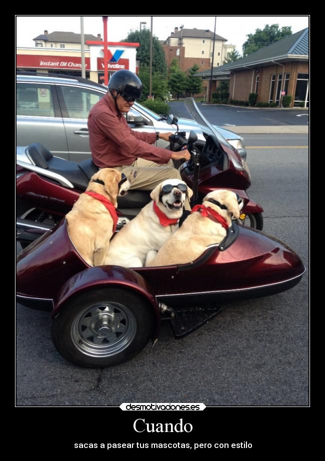 carteles libertad felicidad animales desmotivaciones