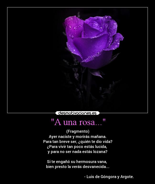 A una rosa... - (Fragmento)
Ayer naciste y morirás mañana.
Para tan breve ser, ¿quién te dio vida?
¿Para vivir tan poco estás lucida,
y para no ser nada estás lozana?
Si te engañó su hermosura vana,
bien presto la verás desvanecida...
- Luis de Góngora y Argote.