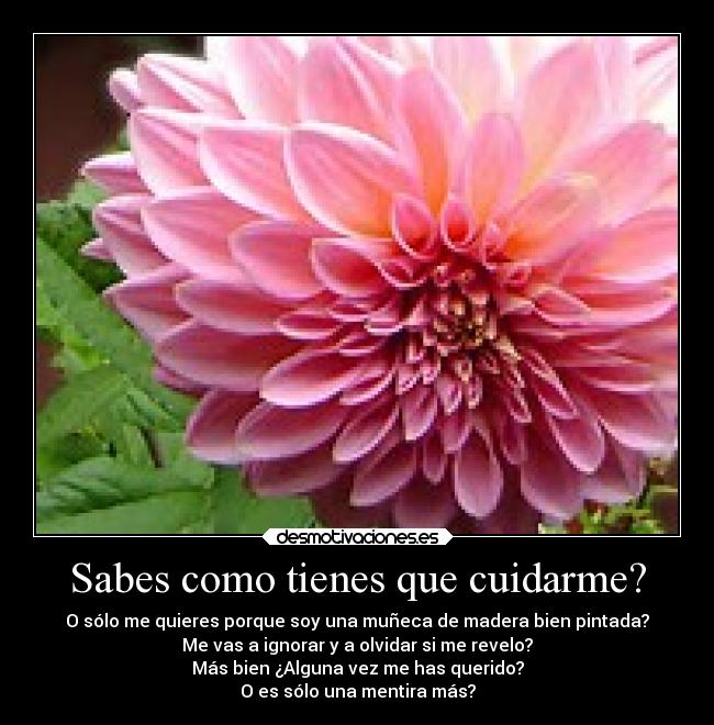 carteles mentira desamor amor desmotivaciones