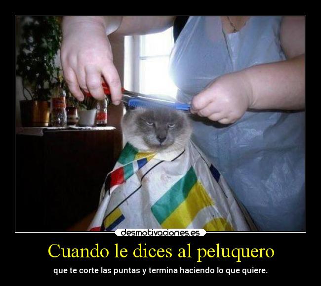 carteles motivaciones animales gatos graciosas tonto humor tonteriasde projectd desmotivaciones