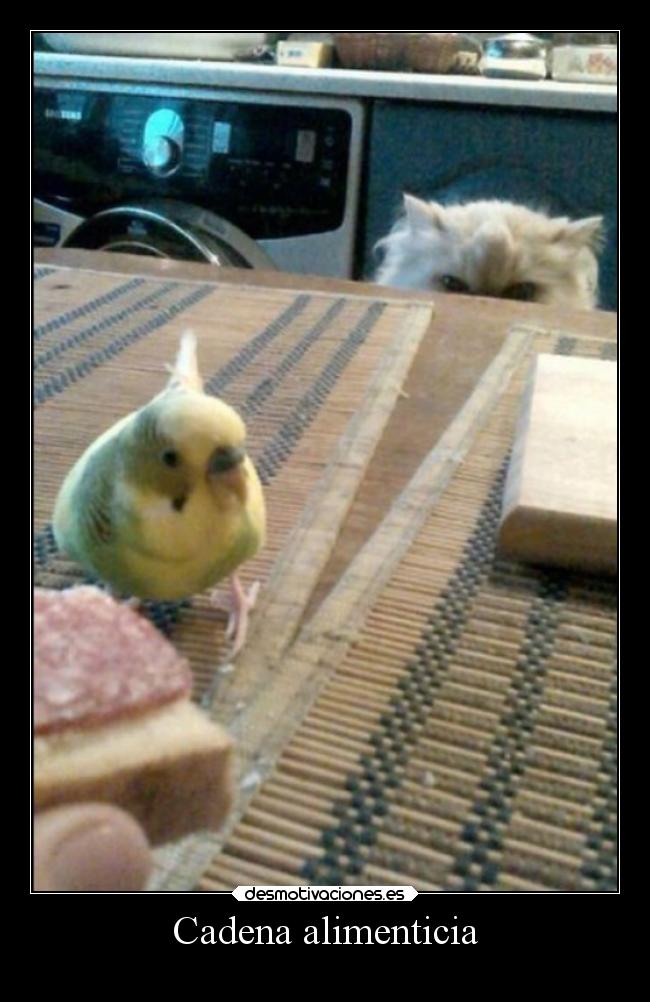Cadena alimenticia - 