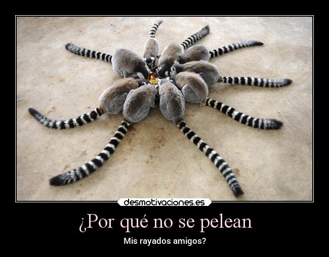 ¿Por qué no se pelean -