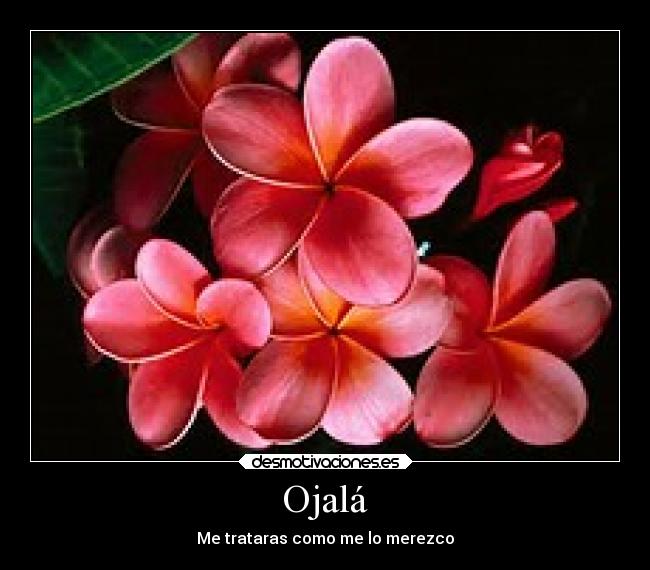 Ojalá -