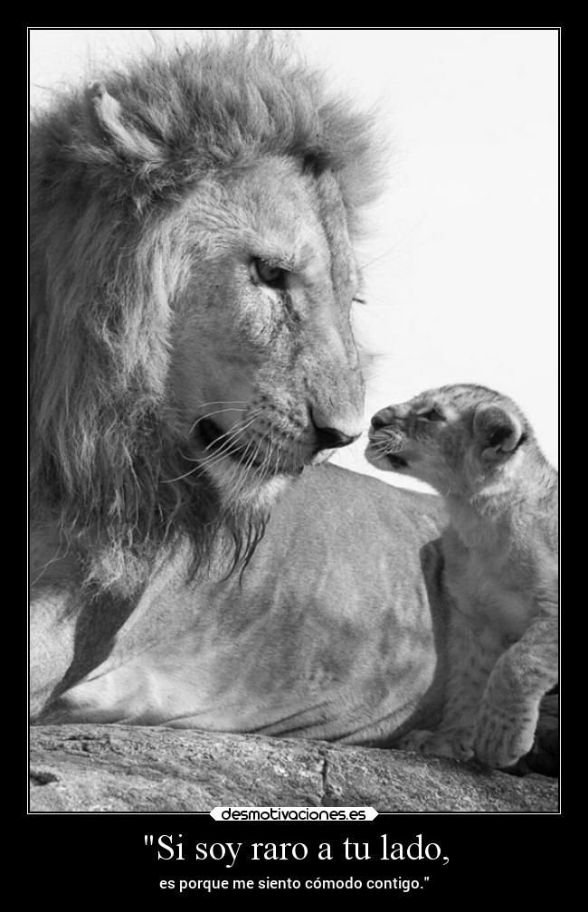 Si soy raro a tu lado, - es porque me siento cómodo contigo.
