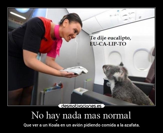 No hay nada mas normal - Que ver a un Koala en un avión pidiendo comida a la azafata.