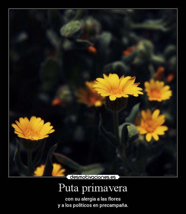 Puta primavera - con su alergia a las flores
y a los políticos en precampaña.