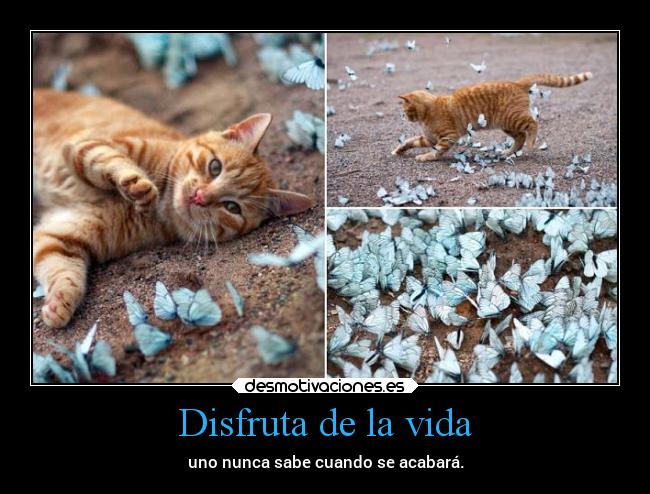 Disfruta de la vida -