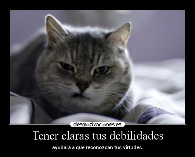 carteles vida gatoalowtf enunrincondemimente heganadoxd mesientopro loquenecesotamosesalgodepanico desmotivaciones