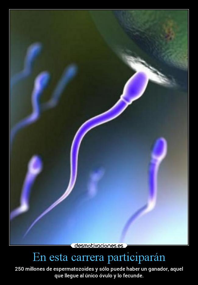 En esta carrera participarán - 250 millones de espermatozoides y sólo puede haber un ganador, aquel
que llegue al único óvulo y lo fecunde.