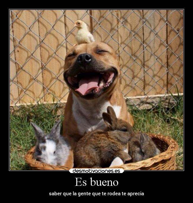 carteles vida pensamientos motivaciones familia animales alegria desmotivaciones