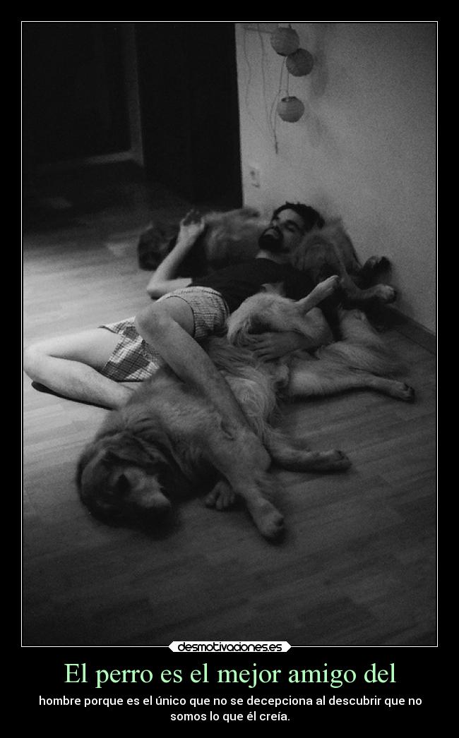 carteles vida perro amigo hombre fortwitto desmotivaciones