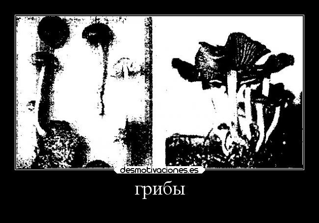 грибы -