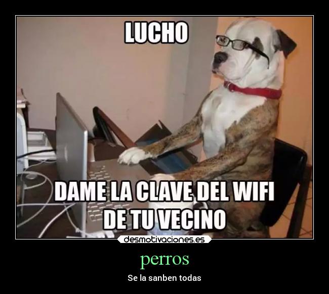 perros -