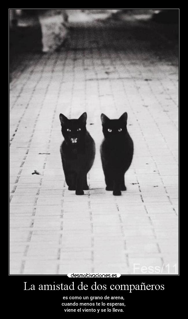 carteles amistad vida confianza amistad amigos animales gatos laurasimpson11 suenos desmotivaciones