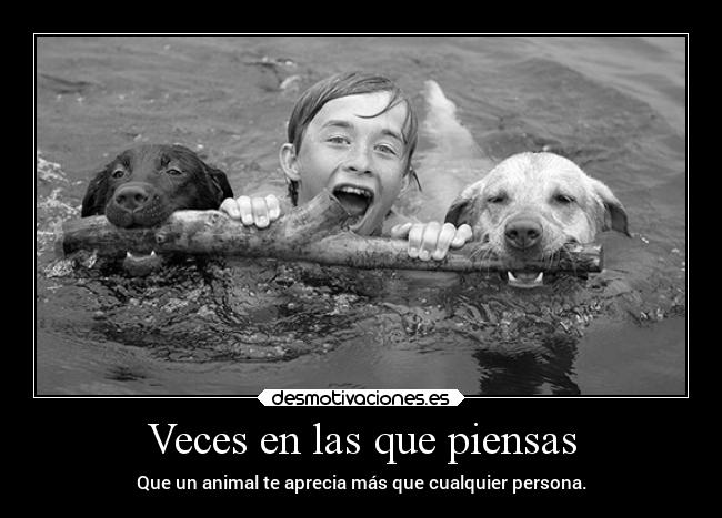 carteles amor amigos animales perros guaguau ejercitodemar desmotivaciones