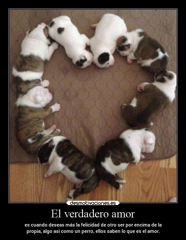 El verdadero amor - es cuando deseas más la felicidad de otro ser por encima de la
propia, algo así como un perro, ellos saben lo que es el amor.