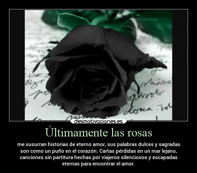 Últimamente las rosas -