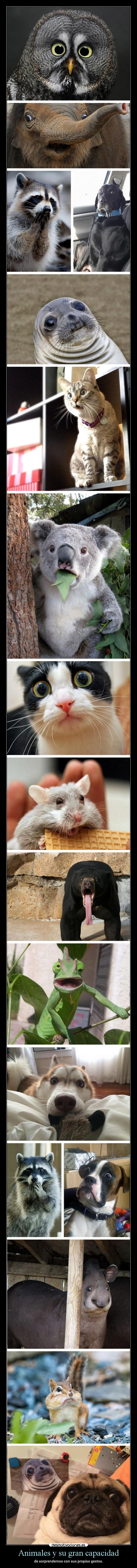 Animales y su gran capacidad - 