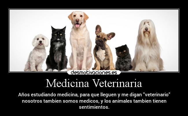 Medicina Veterinaria - Años estudiando medicina, para que lleguen y me digan veterinario
nosotros tambien somos medicos, y los animales tambien tienen
sentimientos.