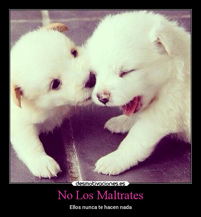 No Los Maltrates -