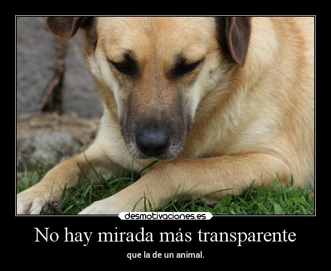 carteles animales desmotivaciones