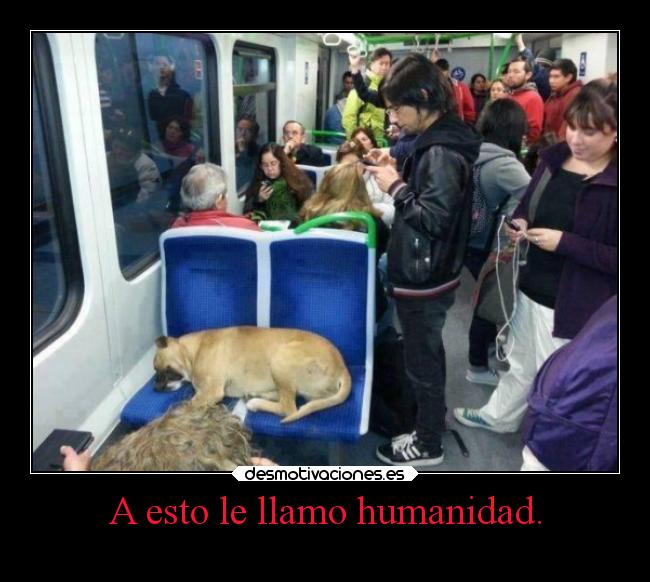 carteles animales desmotivaciones