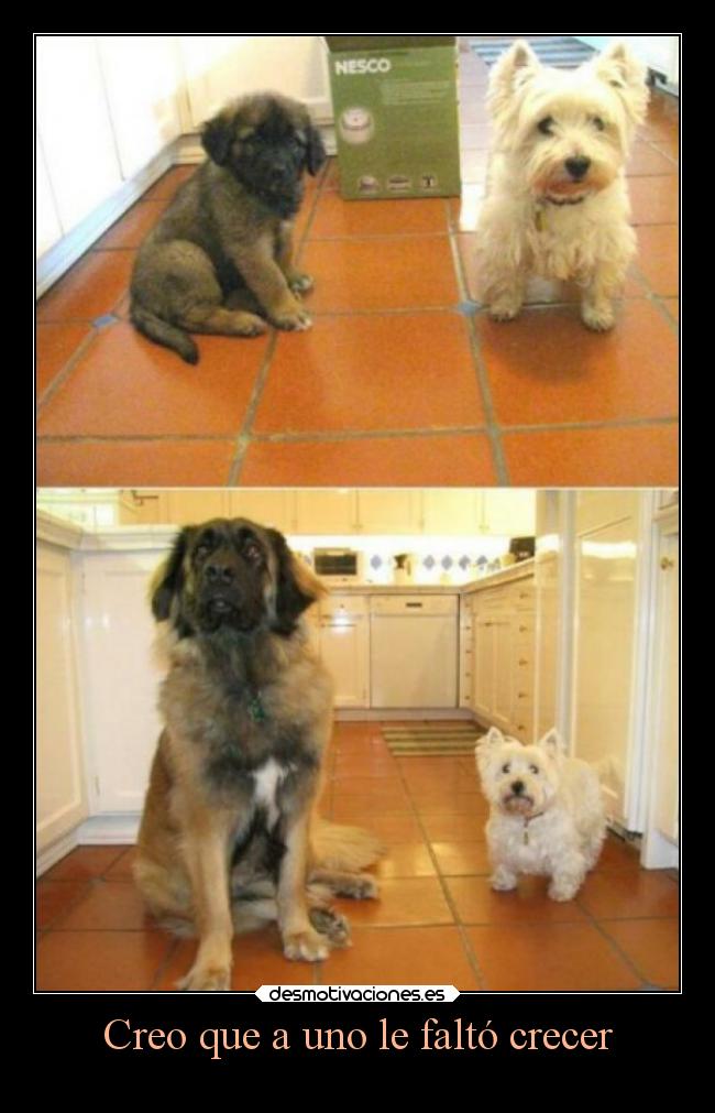 Creo que a uno le faltó crecer - 