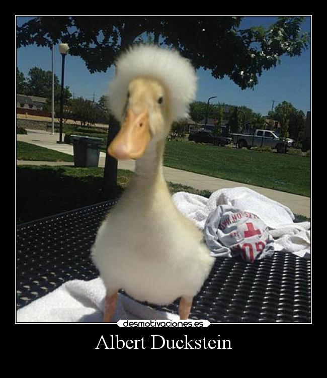 Albert Duckstein -