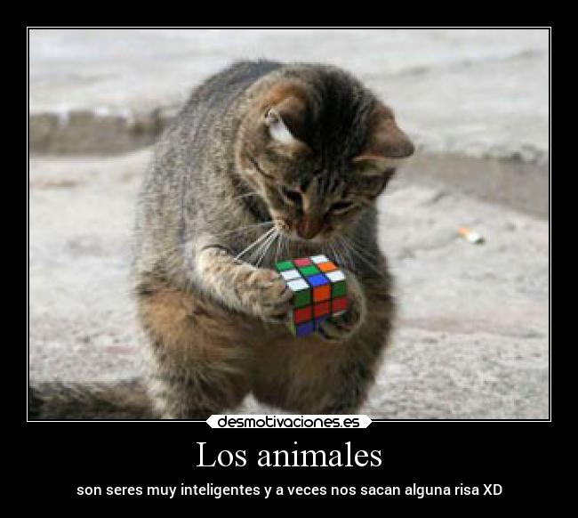Los animales - son seres muy inteligentes y a veces nos sacan alguna risa XD