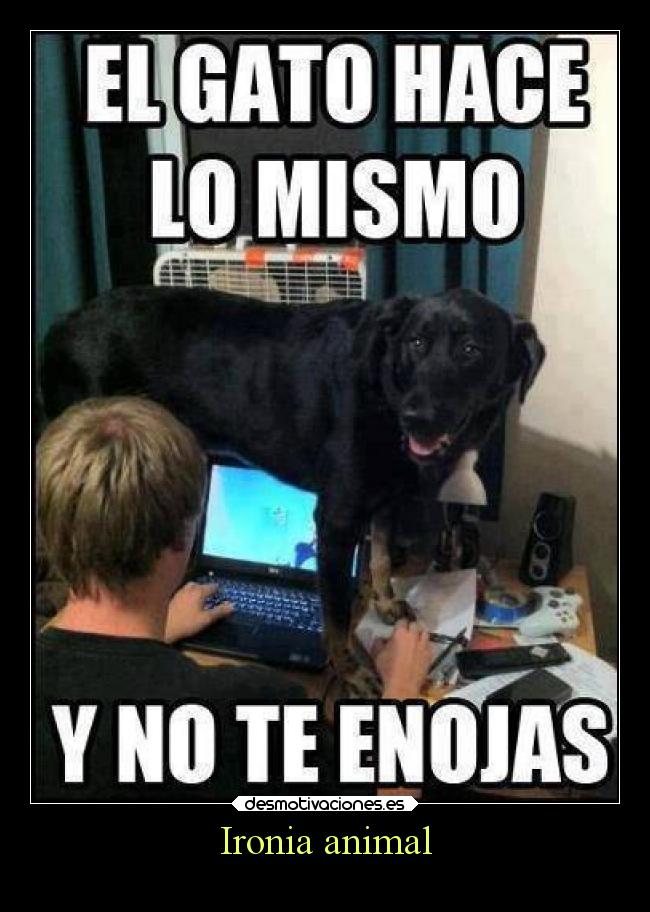 Ironia animal -