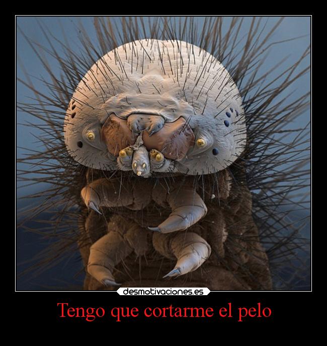 carteles animales superclan clanosodeagua oso agua soyunidiotatm desmotivaciones