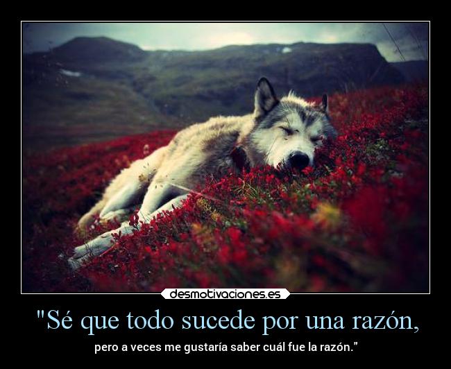 carteles ayuda vida todo sucede por razon aveces pero gustaria saber cual lobo desmotivaciones