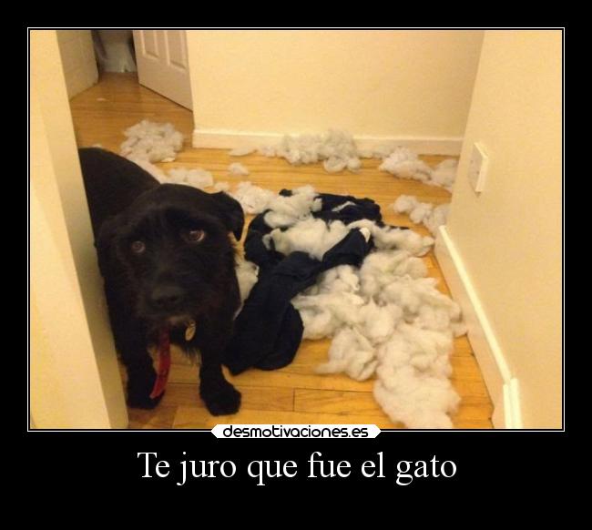 Te juro que fue el gato - 