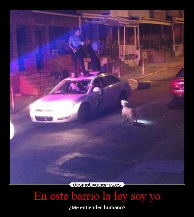 carteles celos vida abrazos alegria motivaciones animales risa humor tonteriasde projectd desmotivaciones