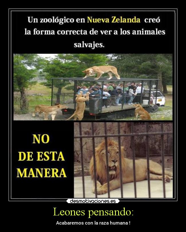 Leones pensando: - Acabaremos con la raza humana !