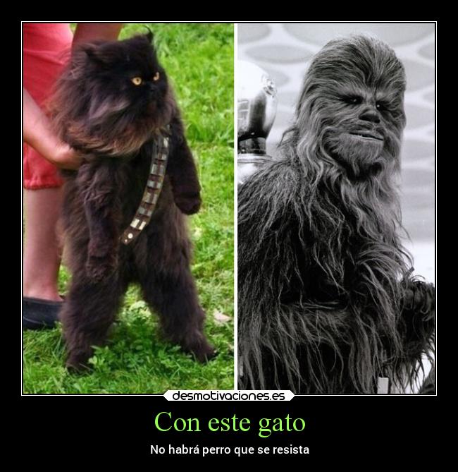 Con este gato - No habrá perro que se resista