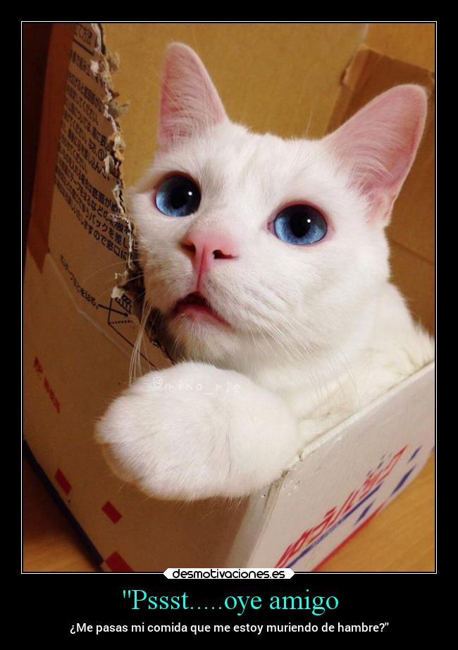 Pssst.....oye amigo - ¿Me pasas mi comida que me estoy muriendo de hambre?