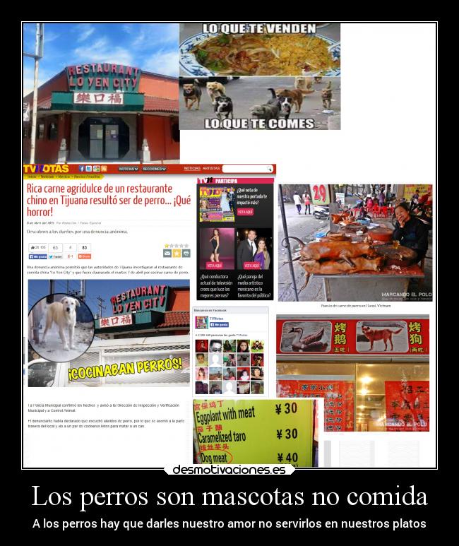 Los perros son mascotas no comida - A los perros hay que darles nuestro amor no servirlos en nuestros platos