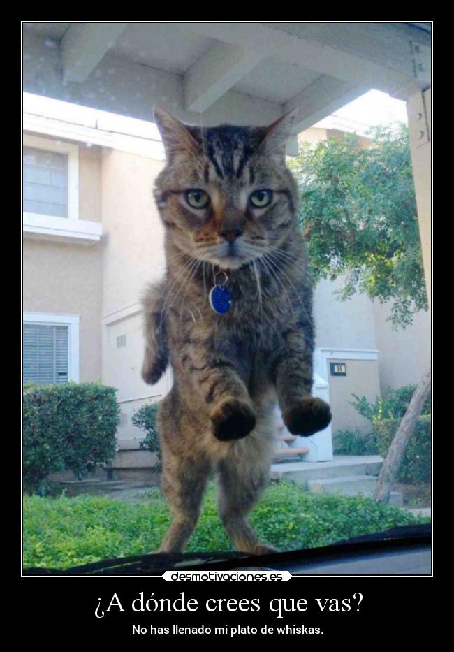 carteles desmotivaciones animales gatos risa graciosas tonto humor tonteriasde projectd soyunidiotatm desmotivaciones