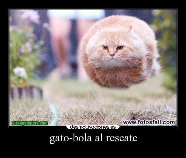 gato-bola al rescate -