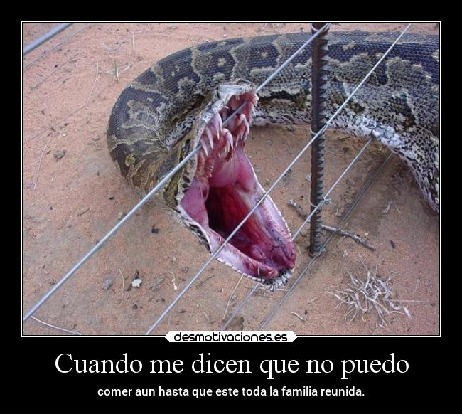 carteles familia humor comida soledad hambre losjugosdealambre losjuegosdelhambre serpiente desmotivaciones