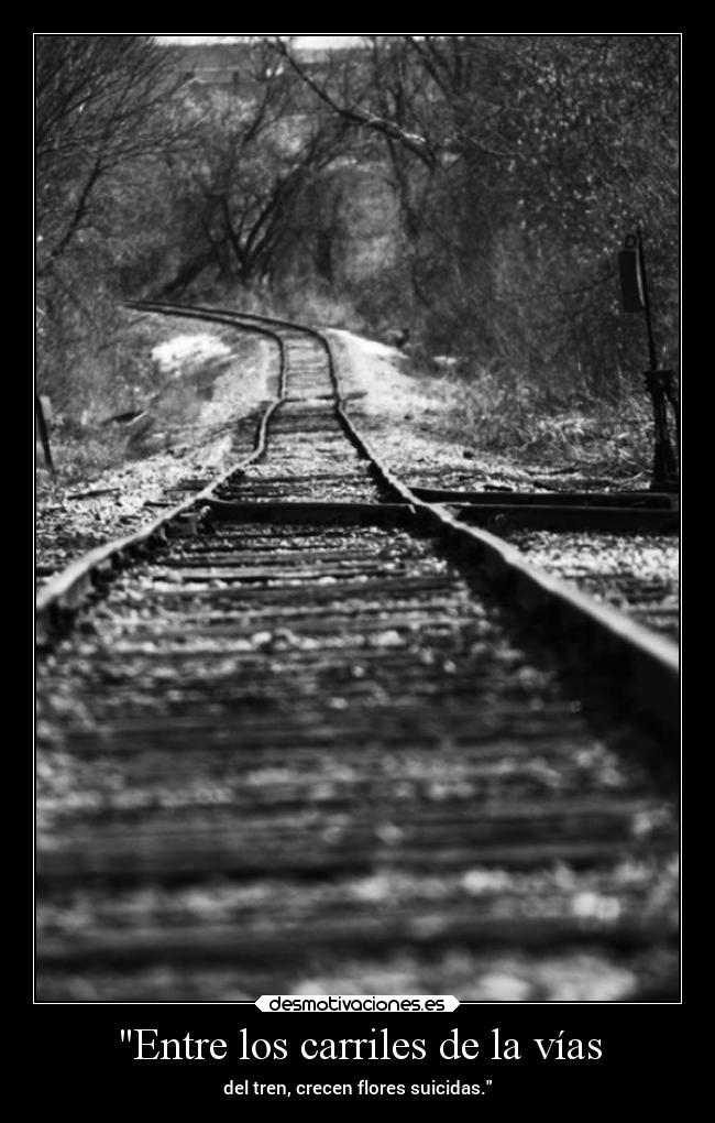 Entre los carriles de la vías - del tren, crecen flores suicidas.
