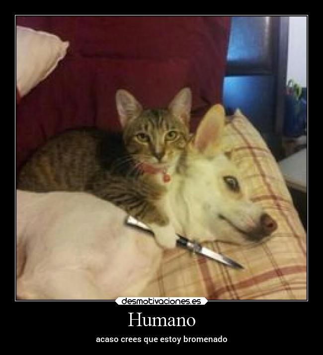 Humano - acaso crees que estoy bromenado