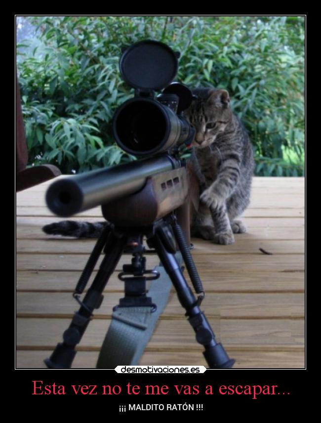 Esta vez no te me vas a escapar... - ¡¡¡ MALDITO RATÓN !!!