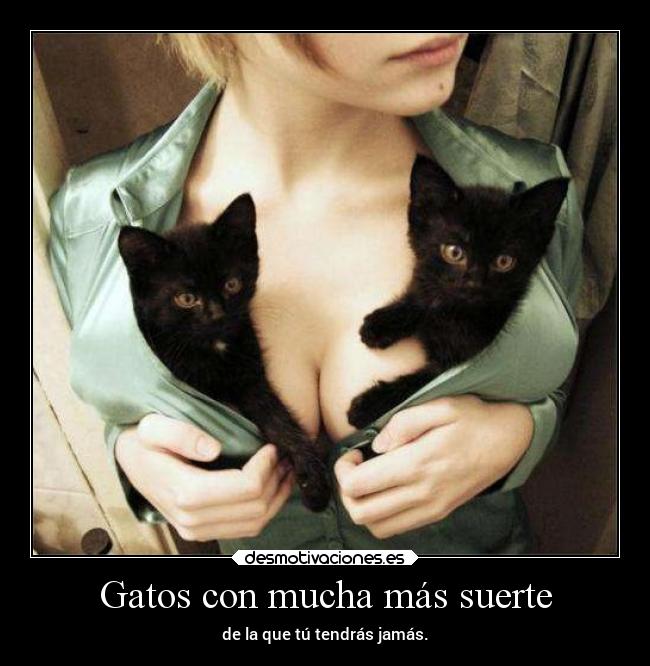 carteles gatos tetas mujer gatos animales mucha suerte tener jamas ustedcito suaves blanditas apetecibles megusta desmotivaciones